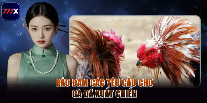 Đá Gà Thomo - Bùng Nổ Cảm Xúc Cá Cược Trực Tuyến Tại 777x 3 Bảo đảm các yêu cầu cho gà đá xuất chiến