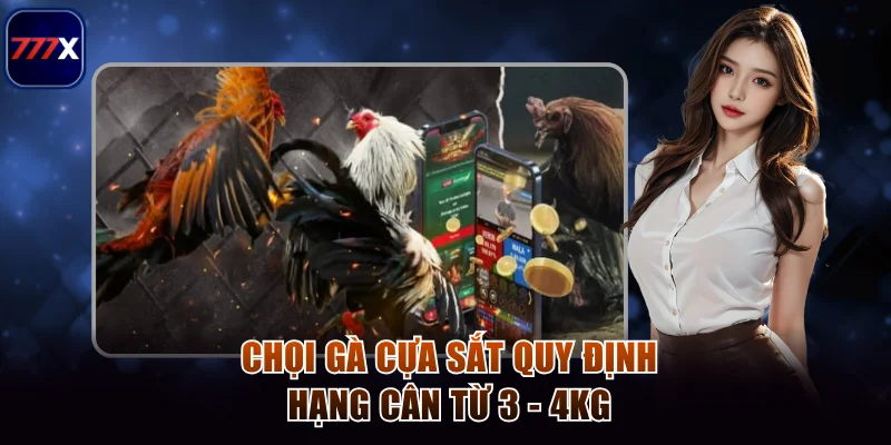 Hướng Dẫn Chơi Đá Gà Cựa Sắt Tại 777x Chuẩn Từng Hiệp 3 Chọi gà cựa sắt quy định hạng cân từ 3 - 4kg
